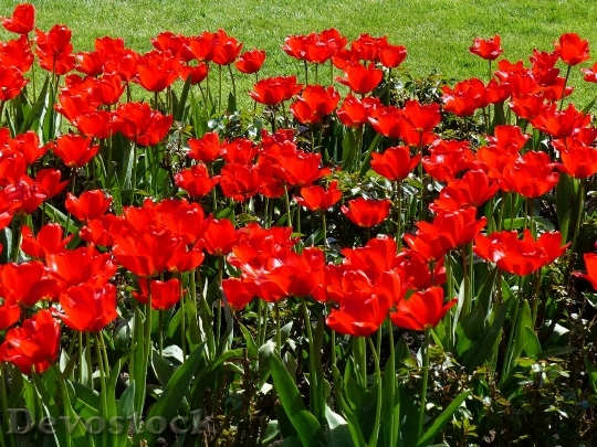 Devostock Flowers Tulips Red Plant