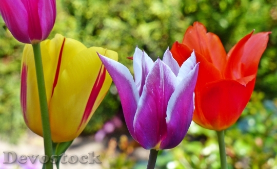 Devostock Flowers Tulips Spring 1078426
