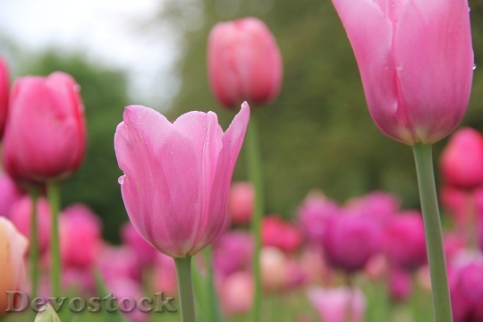 Devostock Flowers Tulips Spring 52615