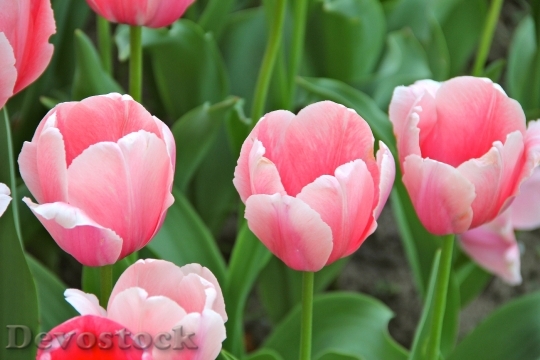 Devostock Flowers Tulips Spring 52617