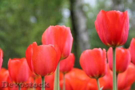 Devostock Flowers Tulips Spring 52618