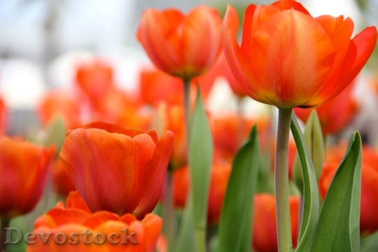 Devostock Flowers Tulips Spring 52619