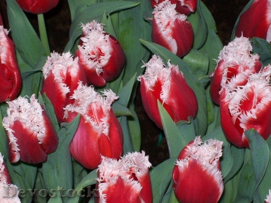 Devostock Flowers Tulips Spring Bulb
