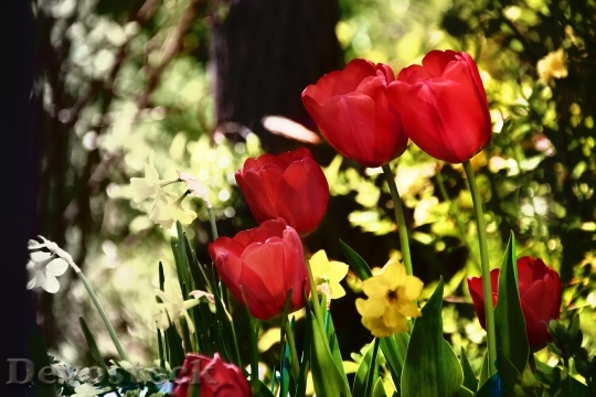 Devostock Flowers Tulips Spring Plant