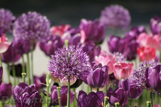 Devostock Flowers Tulips Violet Purple