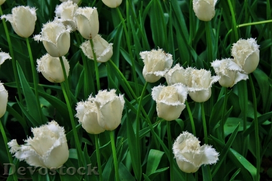 Devostock Flowers Tulips White Field