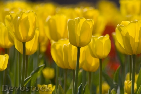 Devostock Flowers Tulips Yellow Close