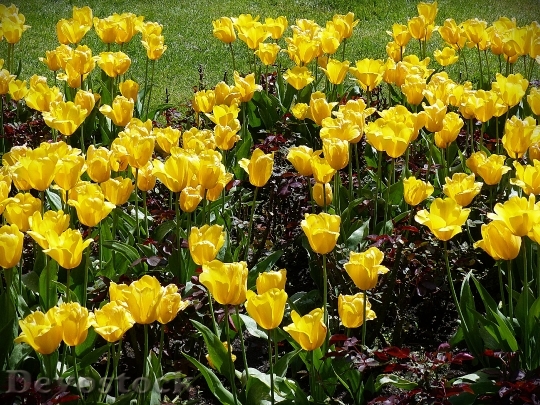 Devostock Flowers Tulips Yellow Plant