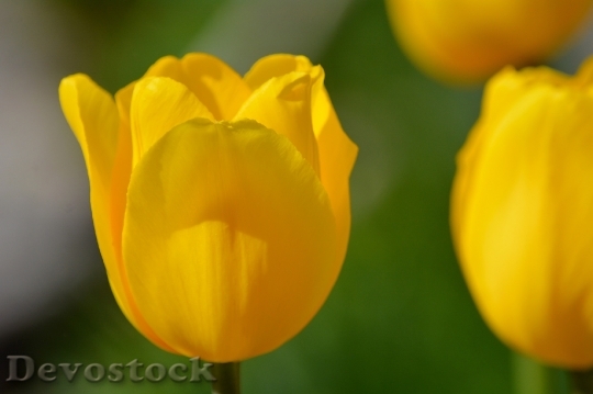 Devostock Flowers Tulips Yellow Spring 0