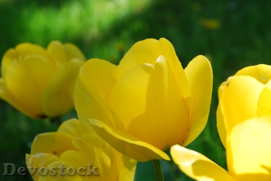 Devostock Flowers Yellow Nature Tulip