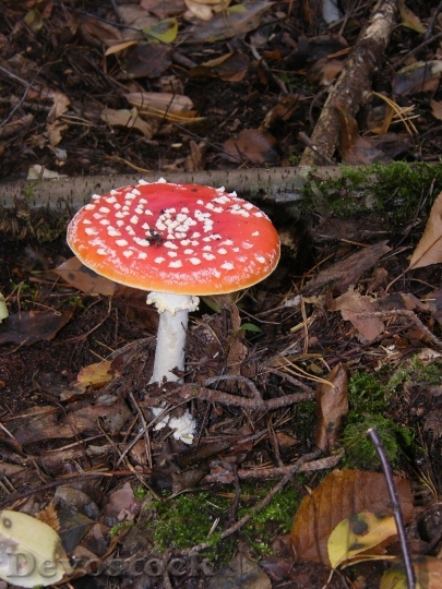 Devostock Fly Agaric Mushrooms Forest 1