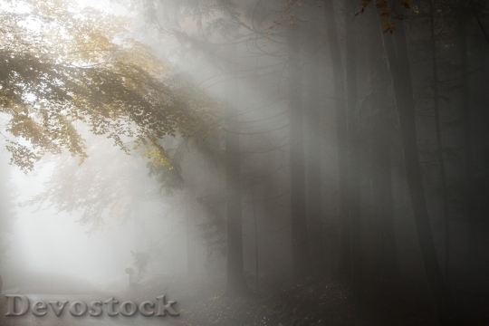Devostock Fog Autumn Light Nature