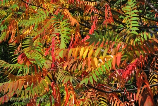 Devostock Foliage Colorful Autumn Nature 0