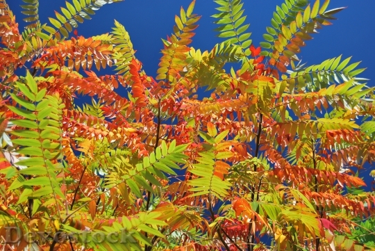 Devostock Foliage Colorful Autumn Nature