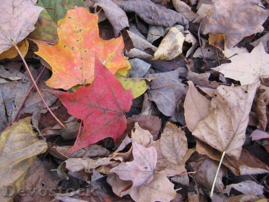 Devostock Foliage Dry Leaves Autumn 0