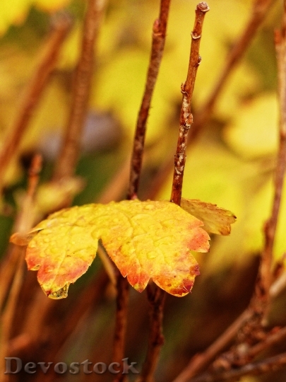 Devostock Foliage Golden Fall Autumn