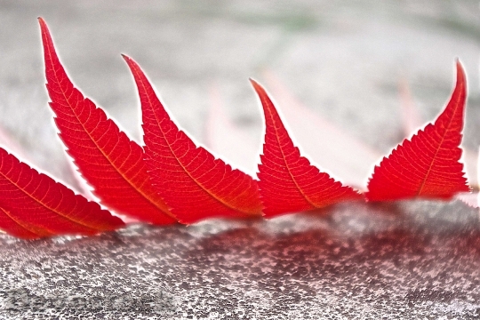 Devostock Foliage Red Autumn Leaves