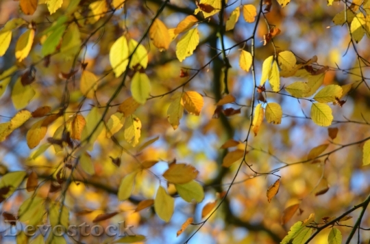 Devostock Forest Autumn Leaves Autumn 0
