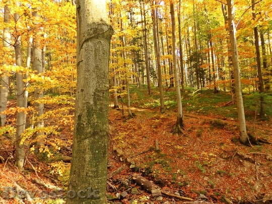 Devostock Forest Autumn Tree Landscape 0