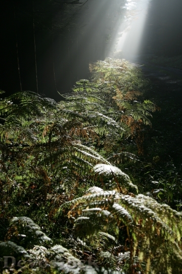 Devostock Forest Beam Ray Light 0