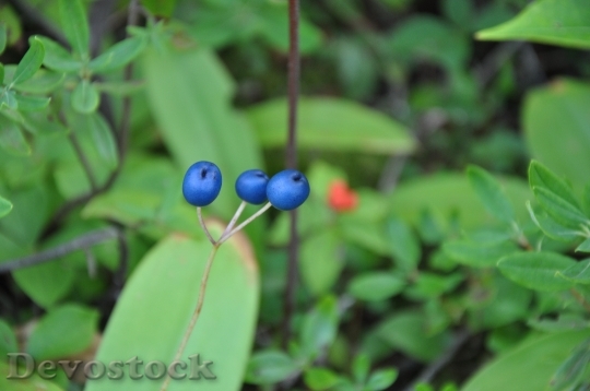 Devostock Forest Berries Blue Canada