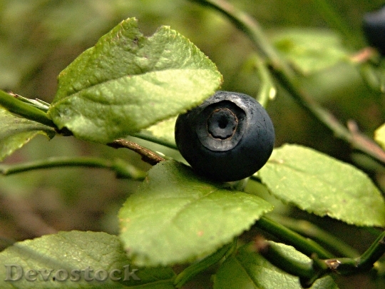 Devostock Forest Blueberries Bilberry Berries