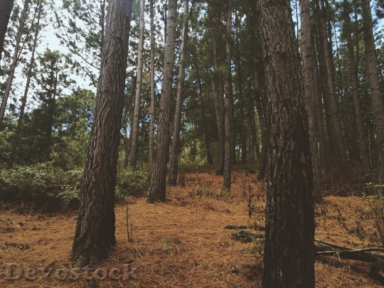 Devostock Forest Leaves Solo Park