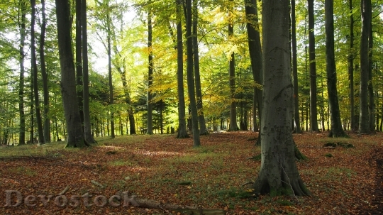 Devostock Forest Nature Trees Autumn 0