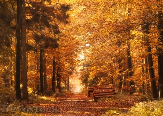 Devostock Forest Path Autumn Fall 0