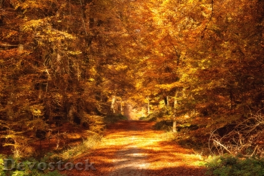 Devostock Forest Path Autumn Fall
