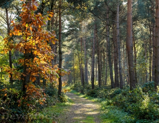 Devostock Forest Path Autumn Nature