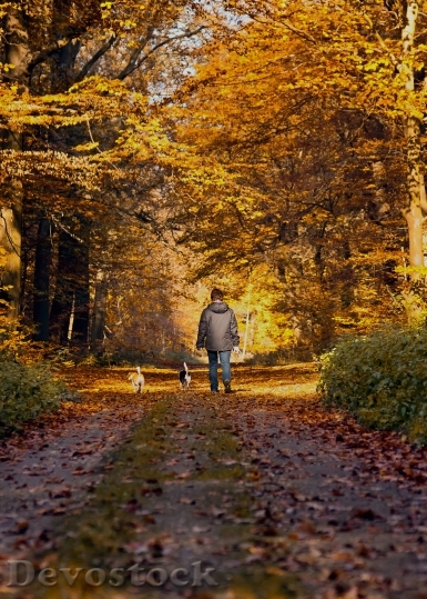 Devostock Forest Path Autumn Walkers