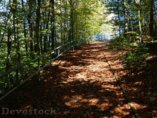 Devostock Forest Path Fall Leaves