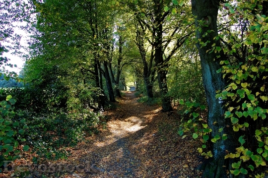 Devostock Forest Path Forest Away 0