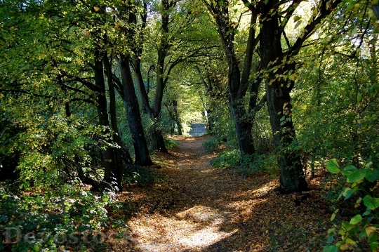 Devostock Forest Path Forest Away