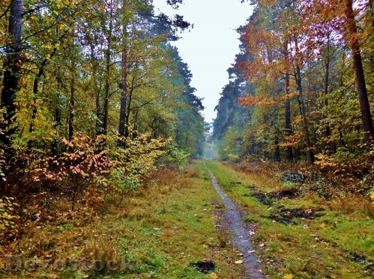 Devostock Forest Path Path Autumn