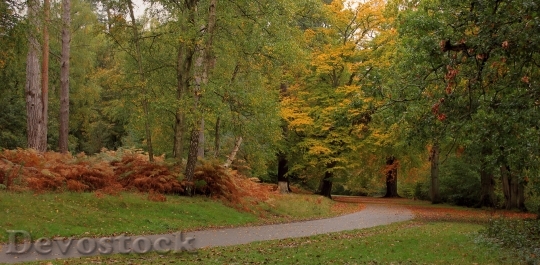 Devostock Forest Path Trees Forest