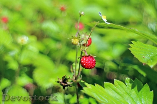 Devostock Forest Strawberry Fragaria Vesca