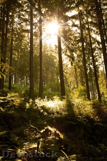 Devostock Forest Sun Nature Light