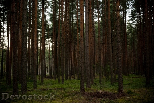 Devostock Forest Woods Trees Nature 3