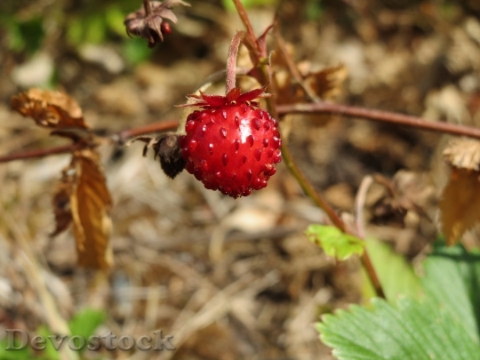 Devostock Fragaria Vesca Wild Strawberry 1