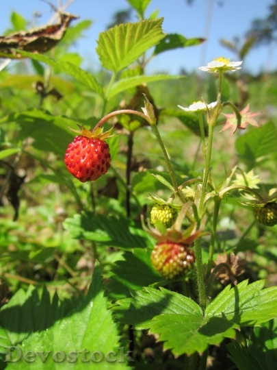 Devostock Fragaria Vesca Wild Strawberry 3
