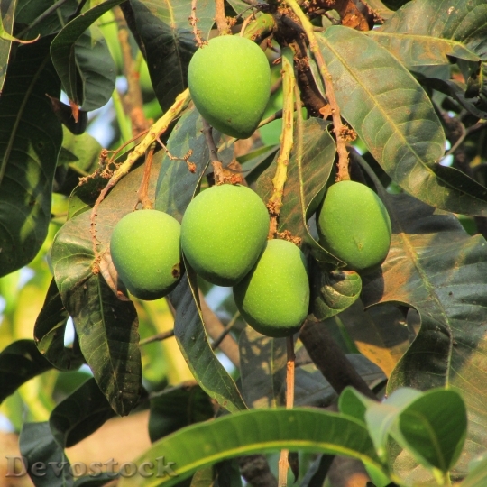 Devostock Fresh Mango Dharwad India