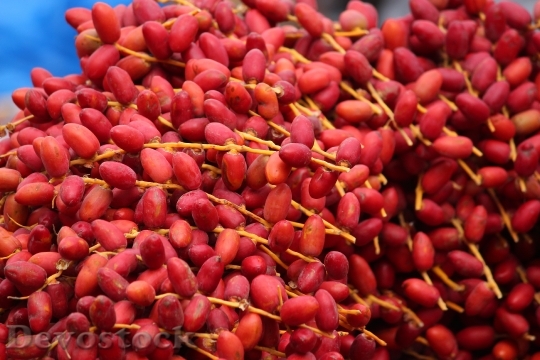Devostock Fresh Red Dates Fruit