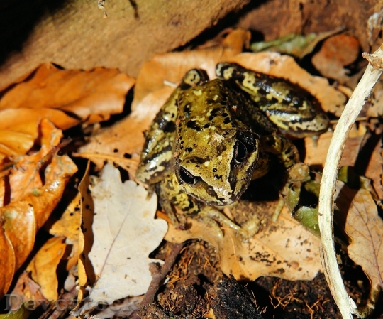 Devostock Frog Animal Amphibian Forest