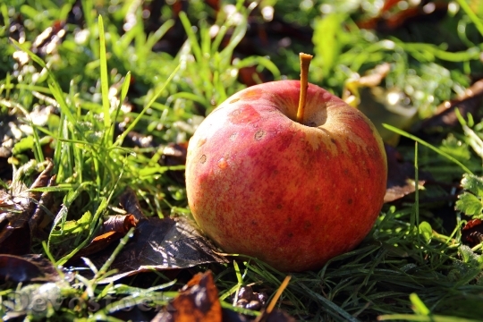Devostock Frost Apple Fruit Nature