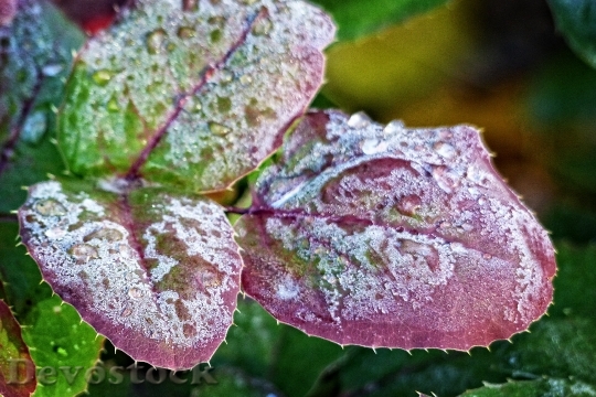 Devostock Frost Covered Leaves Colorful