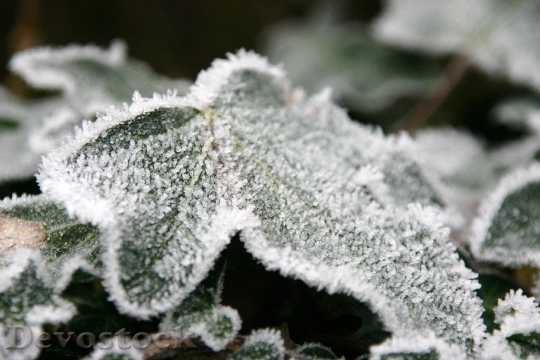Devostock Frost Leaf Nature Winter