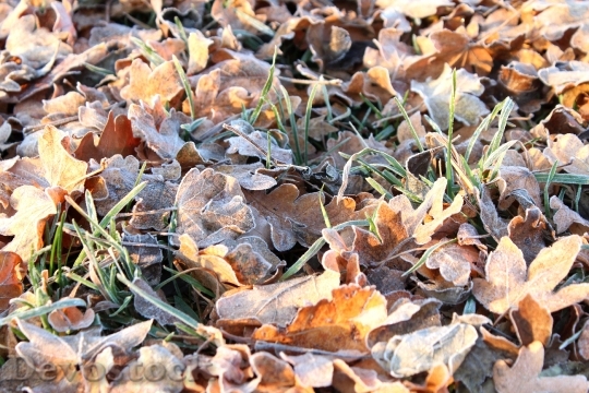Devostock Frost Leaves Autumn Frozen
