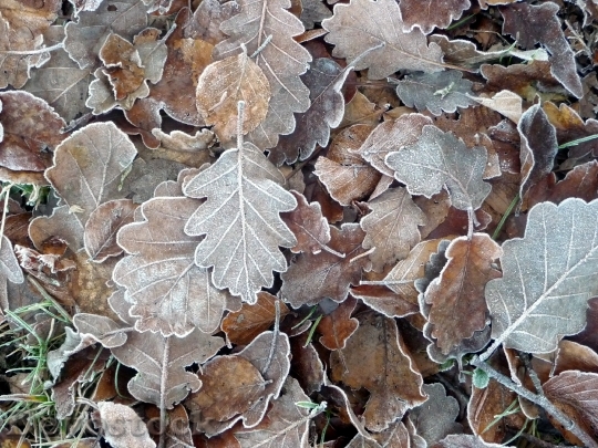 Devostock Frozen Leaves Forest Leaves